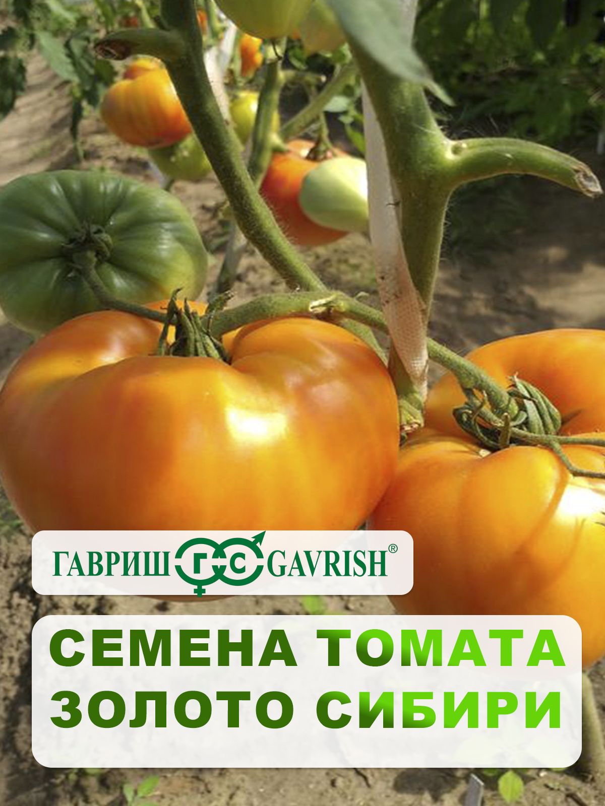 Семена томата «Золото Сибири»